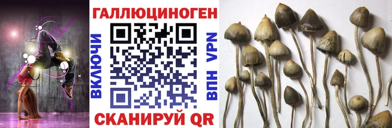 Псилоцибиновые грибы Psilocybe  Щёлкино 